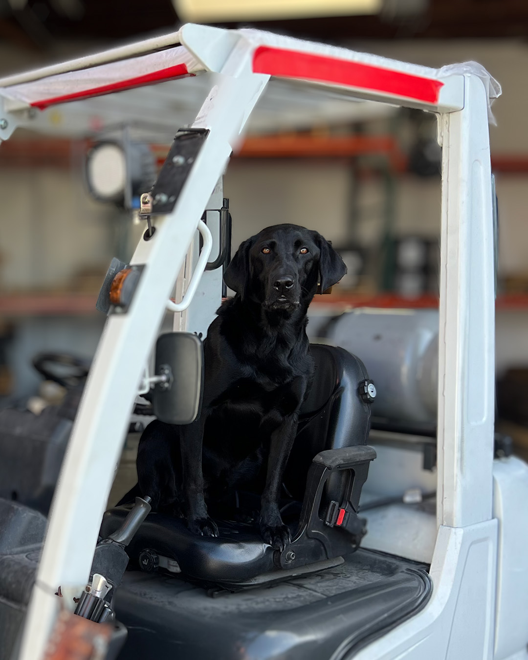 Tucker, Office Dog, On the Surface Flooring